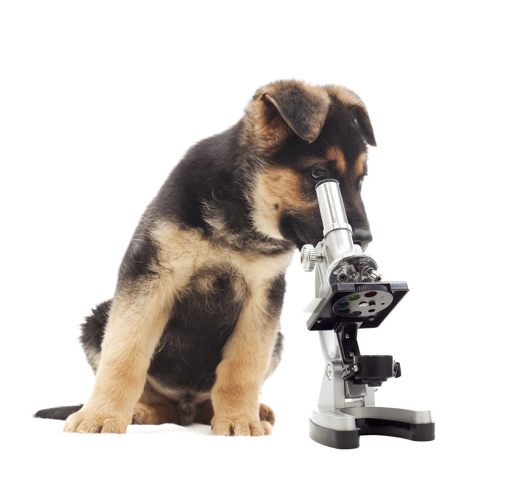 genetic testing dogs