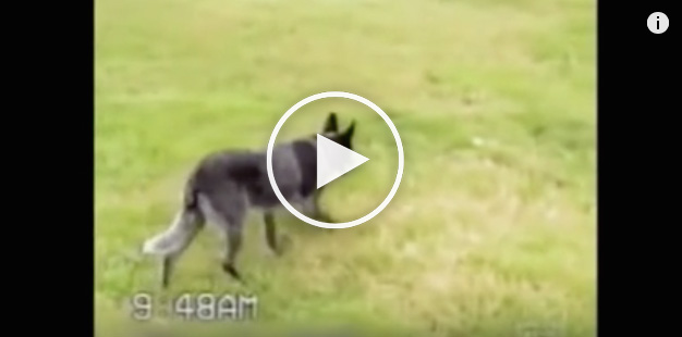 obedient dog, smartest dog, dog playing simon says