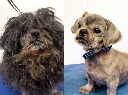 top shelter dog makeover transformation