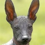 1-funny-dog-breeds-Xoloitzcuintli