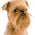 3-funny-dog-breeds-brussels-griffon