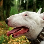4-funny-dog-breeds-bull-terrier