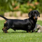 5-funny-dog-dachund