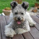 7-funny-dog-breeds-pumi