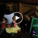 cute-dog-video