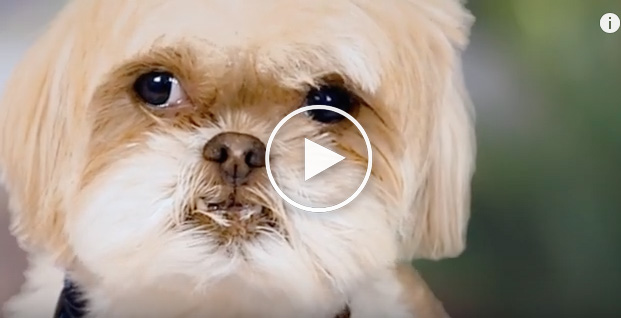 cute dog videos, cute dog video, funny dog video
