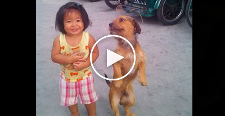 cute dog video, standing dog, dog sitting like human