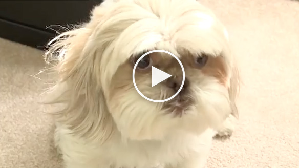 cute dog videos, talking dogs