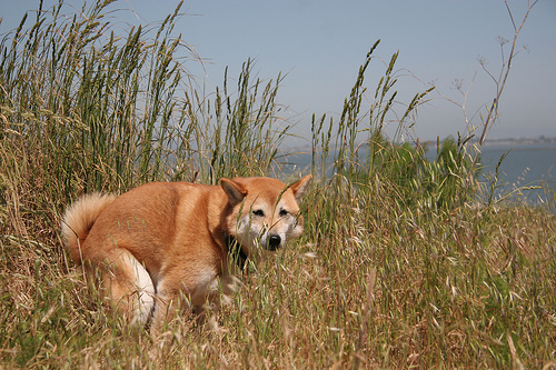 dog constipation, dog not pooping