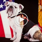 dog-president