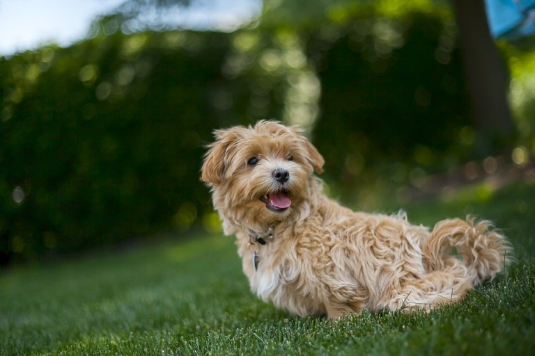 dog happiness, is my dog happy, dog signs happiness