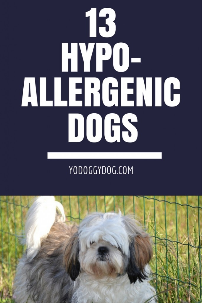 hypoallergenic dog, hypoallergenic dogs, hypoallergenic dog breeds