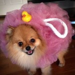 4-last-minute-dog-costumes