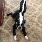 6-last-minute-dog-costumes