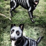7-last-minute-dog-costume