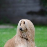 afghan-hound-hypoallergenic-dog