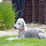 bedlington-terrier-hypoallergenic-dog