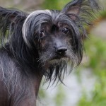 chinese-crested-hypoallergenic-dog