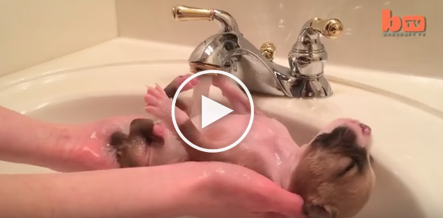 dog loves bath, cute dog videos, funny dog videos