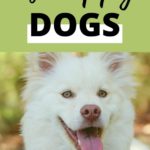 dog body language 5