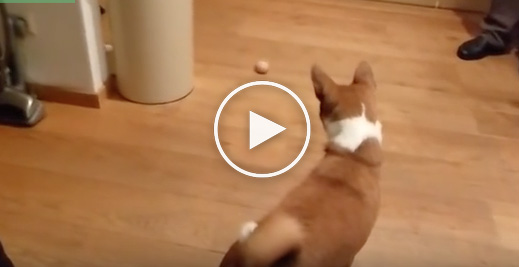 dog egg, cute dog video