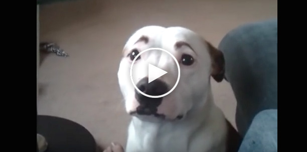 dog eyebrows video, cute dog video