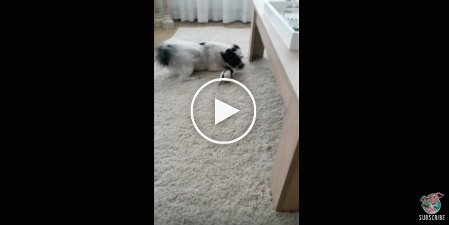 dog rat video, cute dog video