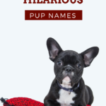 funny dog names copy