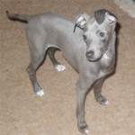 greyhound-hypoallergenic-dog