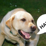 hilarious dog names