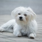 maltese-hypoallergenic-dog