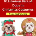 copy-of-yodoggydog-com-copy