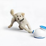dog-gifts-for-christmas-4