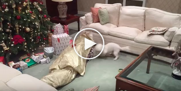 christmas dog videos, dog unwraps human, christmas morning dog