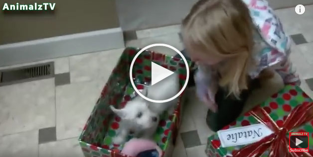 dog as christmas gift, christmas dog video