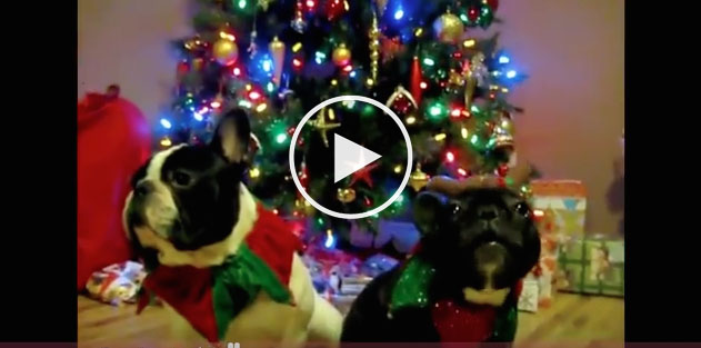 christmas dog video, funny christmas dog video, 12 days of christmas song