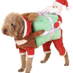 dog Christmas outfit 1