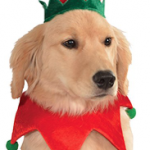dog-christmas-costume-6