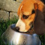 pure balance dog food