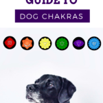 Dog Chakras