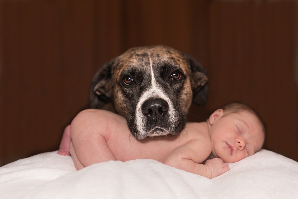 how to prepare dog new baby