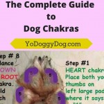 dog-chakras