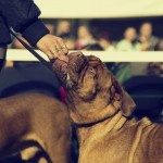 is-celergy-good-for-dogs