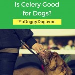 is-celery-good-for-dogs