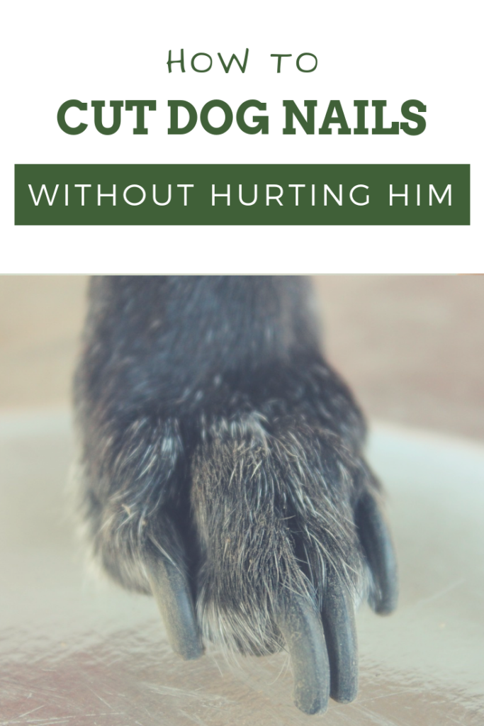 How to Cut A Dog’s Nails (Without Hurting Him!) | YoCanine