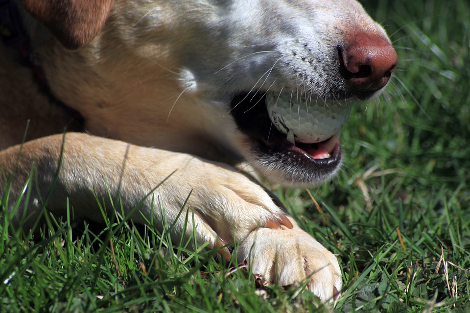 How to Cut A Dog's Nails