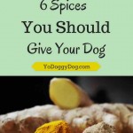 spices-good-for-dogs