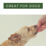 Spices Good for Dogs