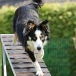 5 Basic Must-Teach Commands: Dog Training Denver
