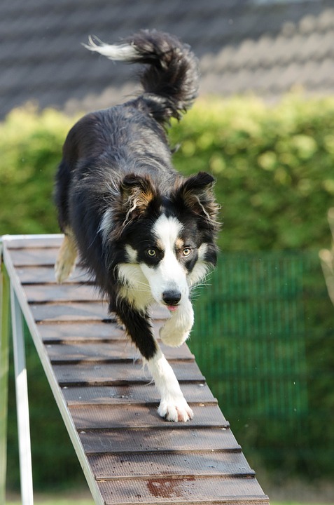 dog training, basic commands